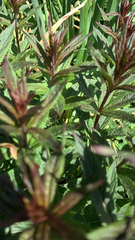 Veronicastrum virginicum