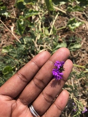 Glandularia aristigera