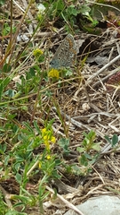 Polyommatus icarus