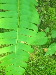 Polystichum acrostichoides