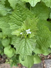 Alliaria petiolata