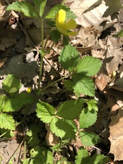 Potentilla