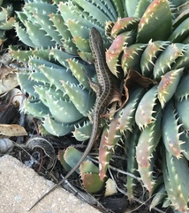 Aloe brevifolia