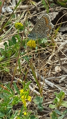 Polyommatus icarus