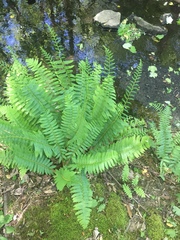 Polystichum acrostichoides