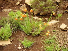 Glumicalyx goseloides