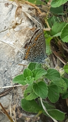 Polyommatus icarus