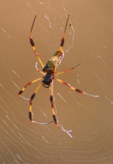 Trichonephila clavipes image