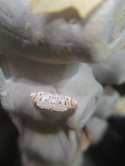 Pycnarmon radiata