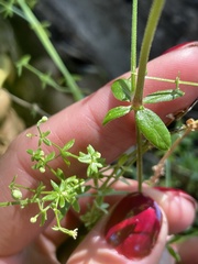 Galium porrigens porrigens