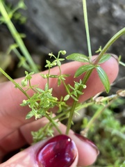 Galium porrigens porrigens