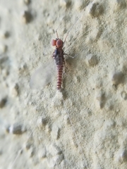 Procloeon rufostrigatum