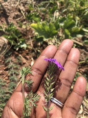 Glandularia aristigera