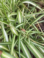 Chlorophytum comosum