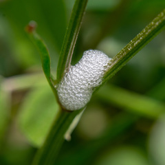 Cercopis intermedia