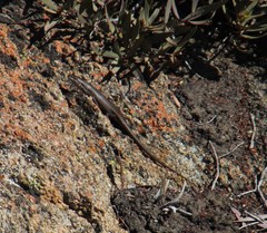 Trachylepis variegata