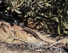 Trachylepis variegata