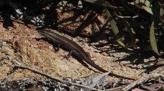 Trachylepis variegata