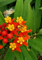 Ebrechtella pseudovatia