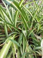 Chlorophytum comosum