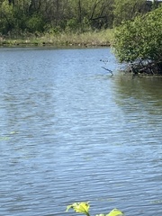 Podilymbus podiceps