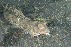Dactylopus dactylopus