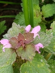 Lamium purpureum