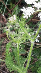 Daucus muricatus