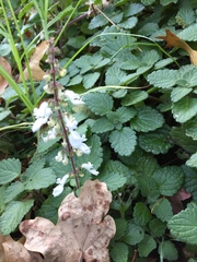 Plectranthus ciliatus