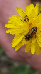 Cryptocephalus rugicollis