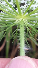 Daucus muricatus