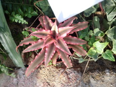 Cryptanthus
