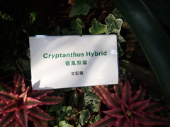 Cryptanthus