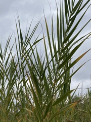 Arundo donax