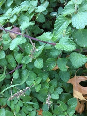 Plectranthus ciliatus