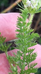 Daucus muricatus