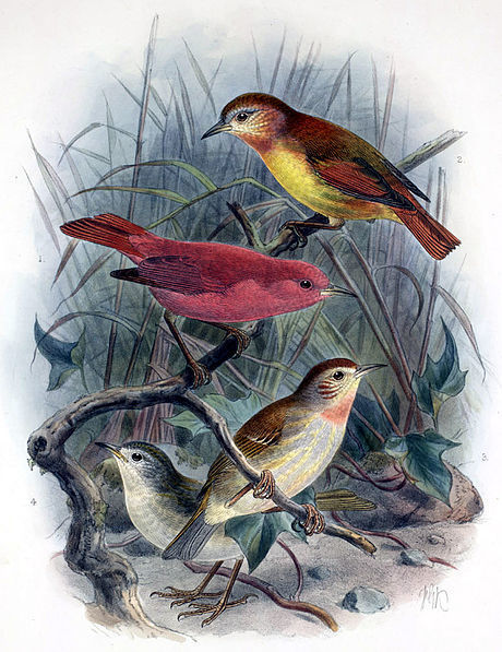 Kakawahie (Paroreomyza flammea) photo