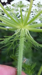Daucus muricatus