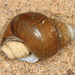 Japanese Mystery Snail - Photo (c) Judy Gallagher, some rights reserved (CC BY-SA), uploaded by Judy Gallagher