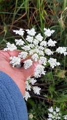 Daucus muricatus