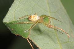 Mangora maculata