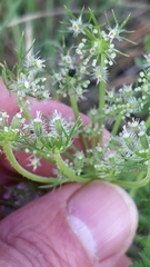 Daucus muricatus