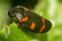 Cercopis intermedia