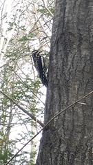 Sphyrapicus varius image