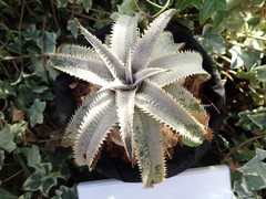 Dyckia marnier-lapostollei