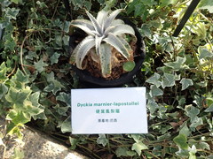 Dyckia marnier-lapostollei