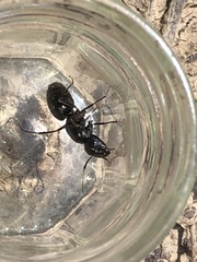 Camponotus pennsylvanicus