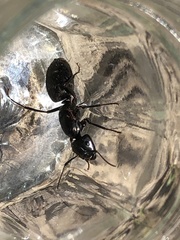 Camponotus pennsylvanicus