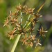 Haspan Flatsedge - Photo (c) Tom Palmer, some rights reserved (CC BY-NC), uploaded by Tom Palmer