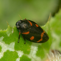 Cercopis intermedia
